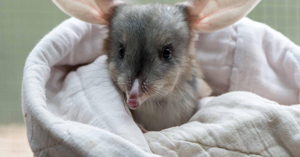 Splendid image of the Bilby, with the scientific name Macrotis lagotis.