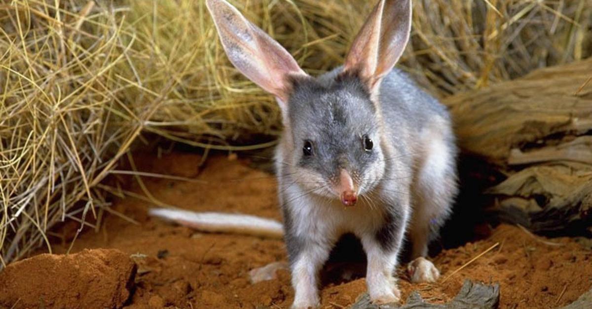 A beautiful representation of the Bilby, scientifically Macrotis lagotis.