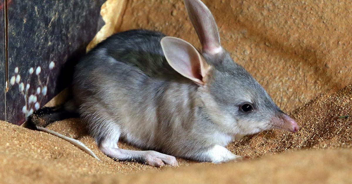 The Bilby, a beautiful species also known as Bilby in Bahasa Indonesia.