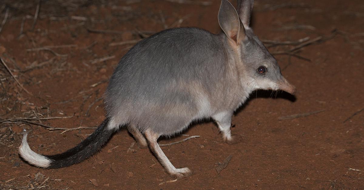 Captivating shot of the Bilby, or Bilby in Bahasa Indonesia.