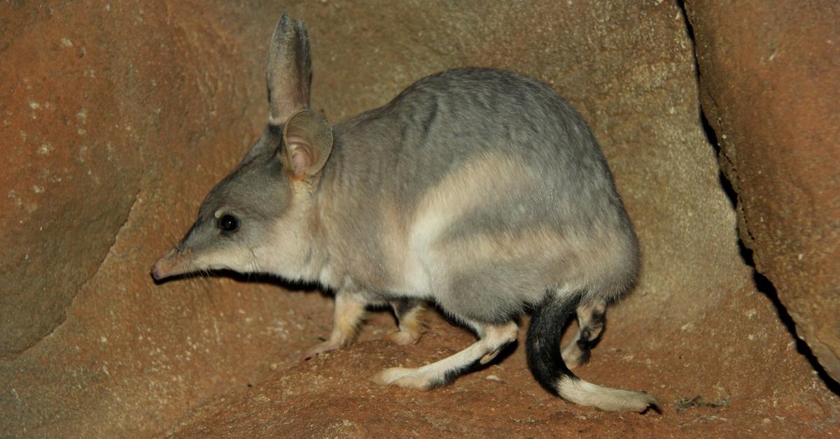 The majestic Bilby, also called Bilby in Indonesia, in its glory.