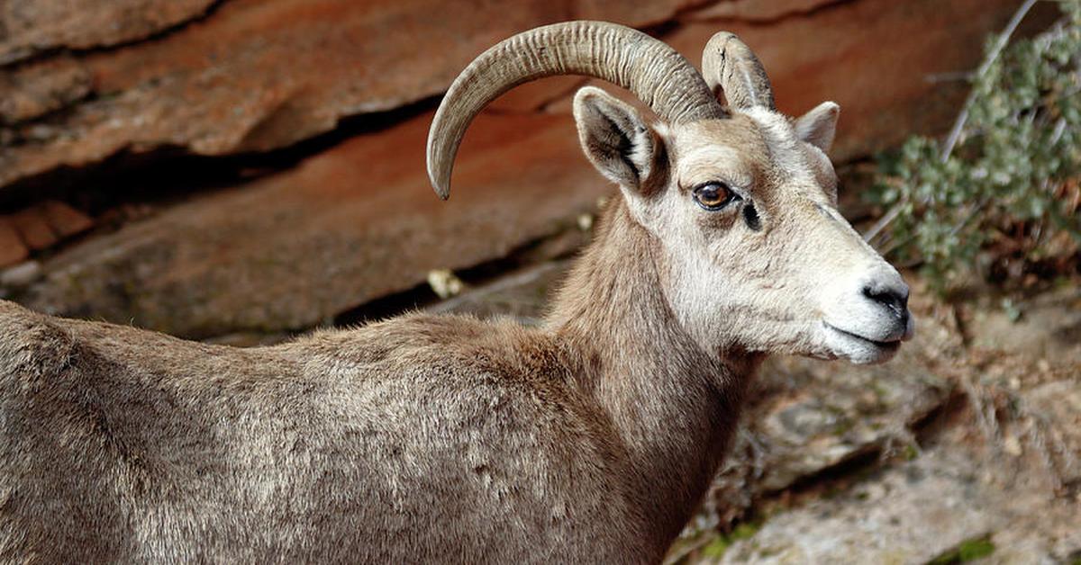 Enchanting Bighorn Sheep, a species scientifically known as Ovis canadensis.