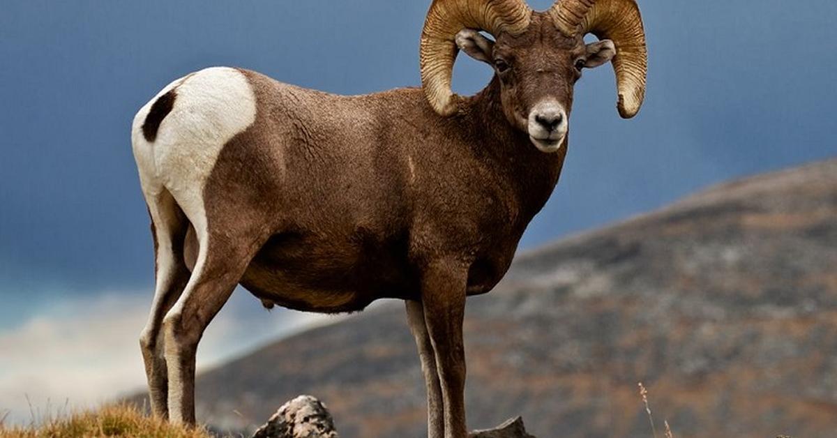 Visual representation of the Bighorn Sheep, recognized in Indonesia as Domba Bighorn.