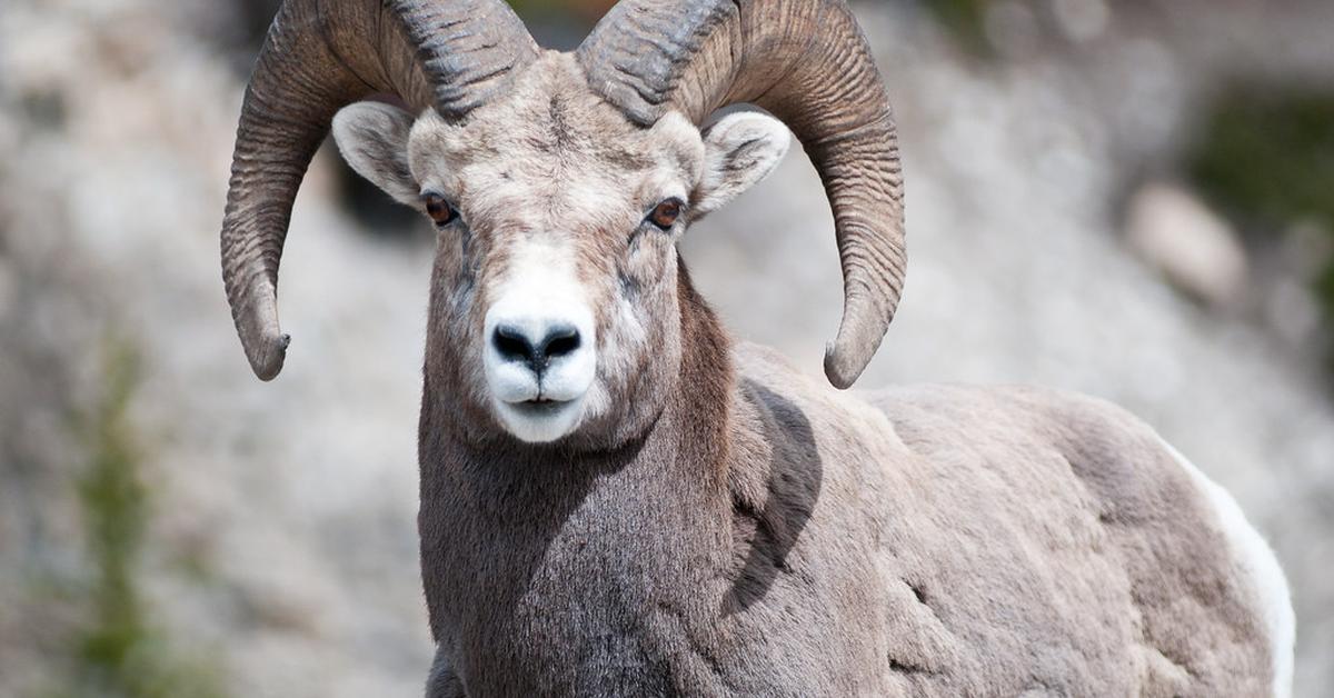 Dynamic image of the Bighorn Sheep, popularly known in Indonesia as Domba Bighorn.