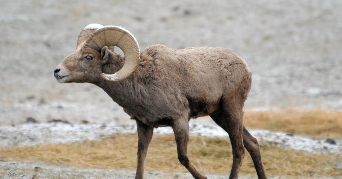 Natural elegance of the Bighorn Sheep, scientifically termed Ovis canadensis.