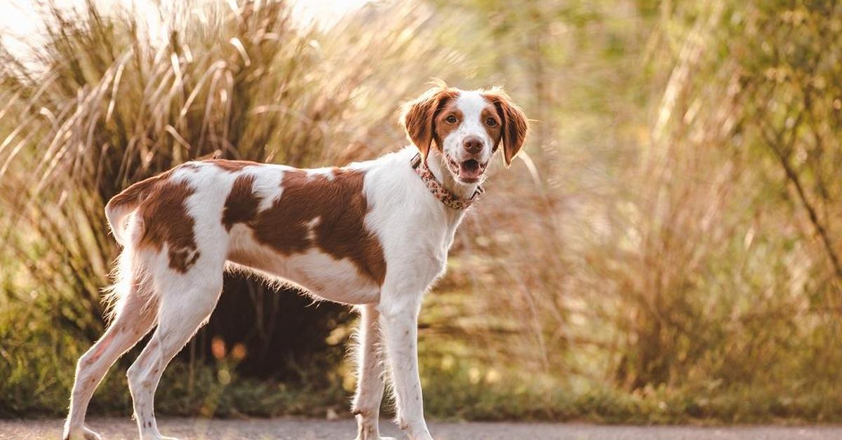 Visual of Brittany, or Brittany (ras anjing) in Indonesian, showcasing its beauty.