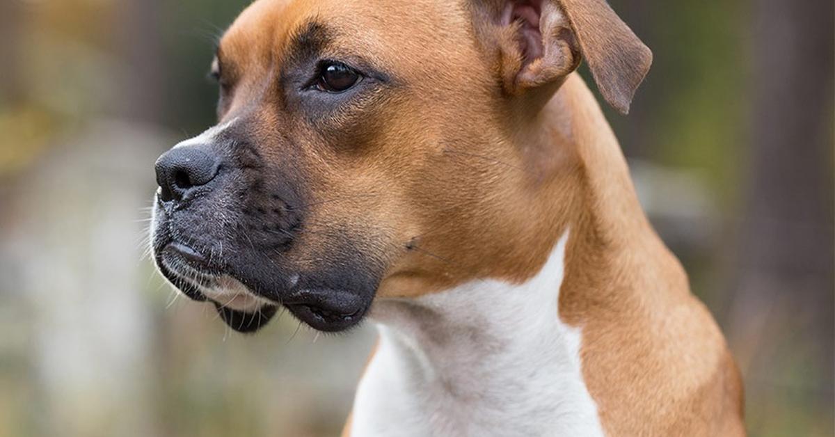 The elegant Brittany (Canis lupus), a marvel of nature.