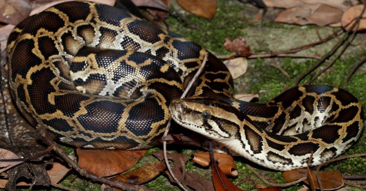 Elegant portrayal of the Burmese Python, also known as Python bivittatus.