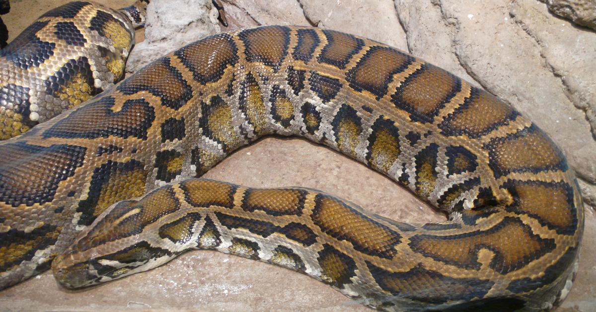 Distinctive Burmese Python, in Indonesia known as Piton Burma, captured in this image.