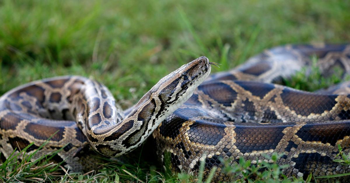 The elegant Burmese Python (Python bivittatus), a marvel of nature.