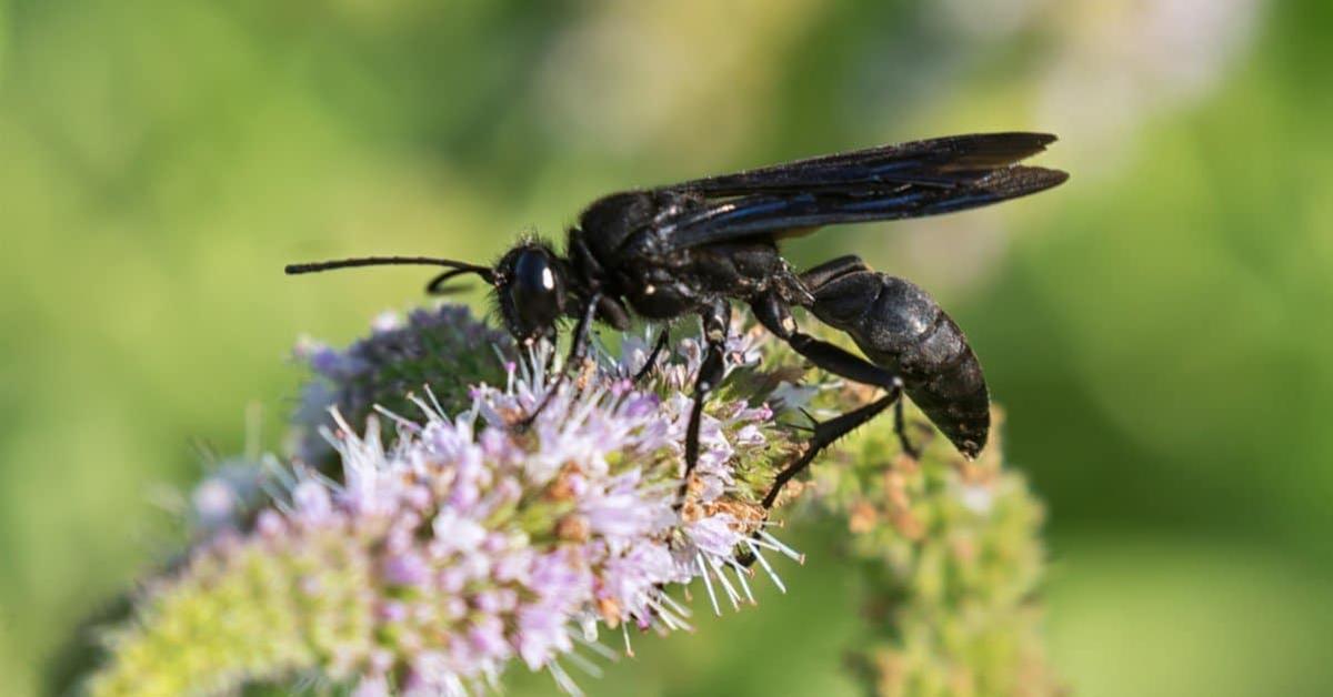 A beautiful representation of the Black Wasp, scientifically Sphex pensylvanicus.