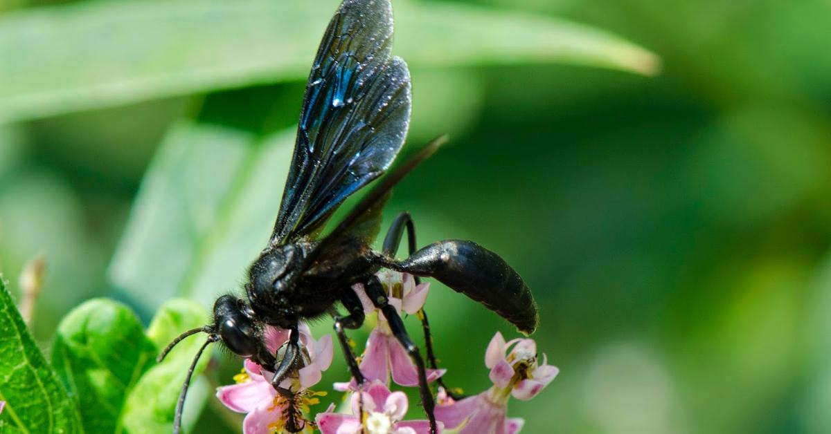 Picture of Black Wasp, known in Indonesia as Tawon Hitam.