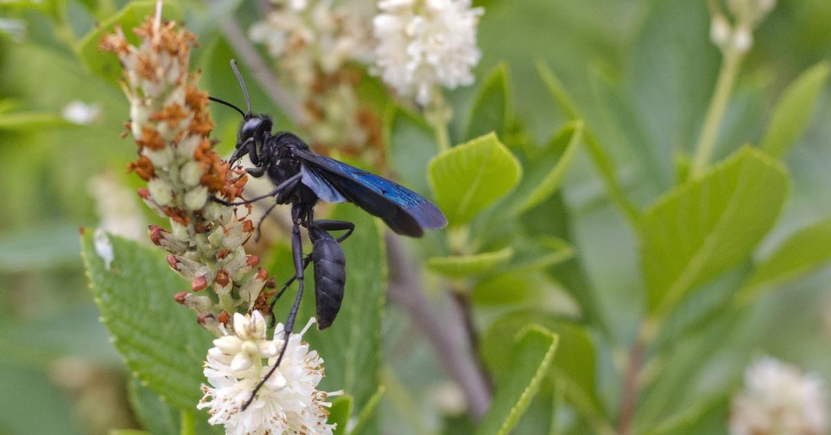 The Black Wasp in its natural beauty, locally called Tawon Hitam.