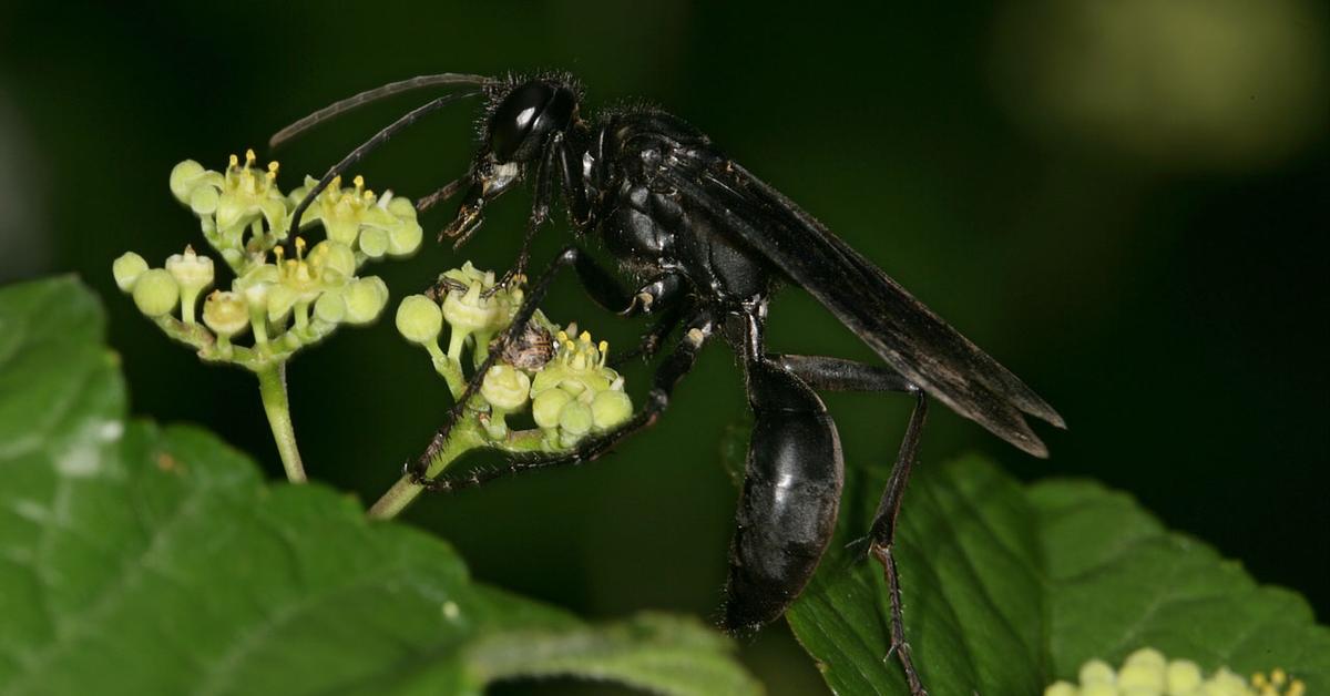 Captured beauty of the Black Wasp, or Sphex pensylvanicus in the scientific world.