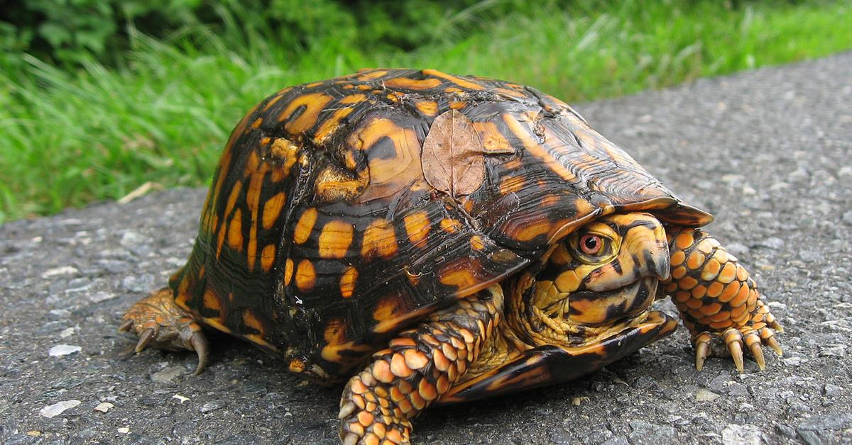 The elegant Box Turtle (Terrapene carolina), a marvel of nature.