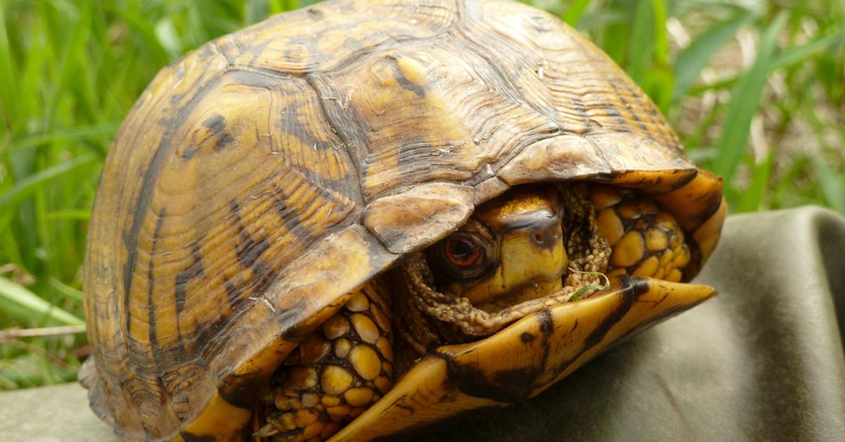 The fascinating Box Turtle, scientifically known as Terrapene carolina.