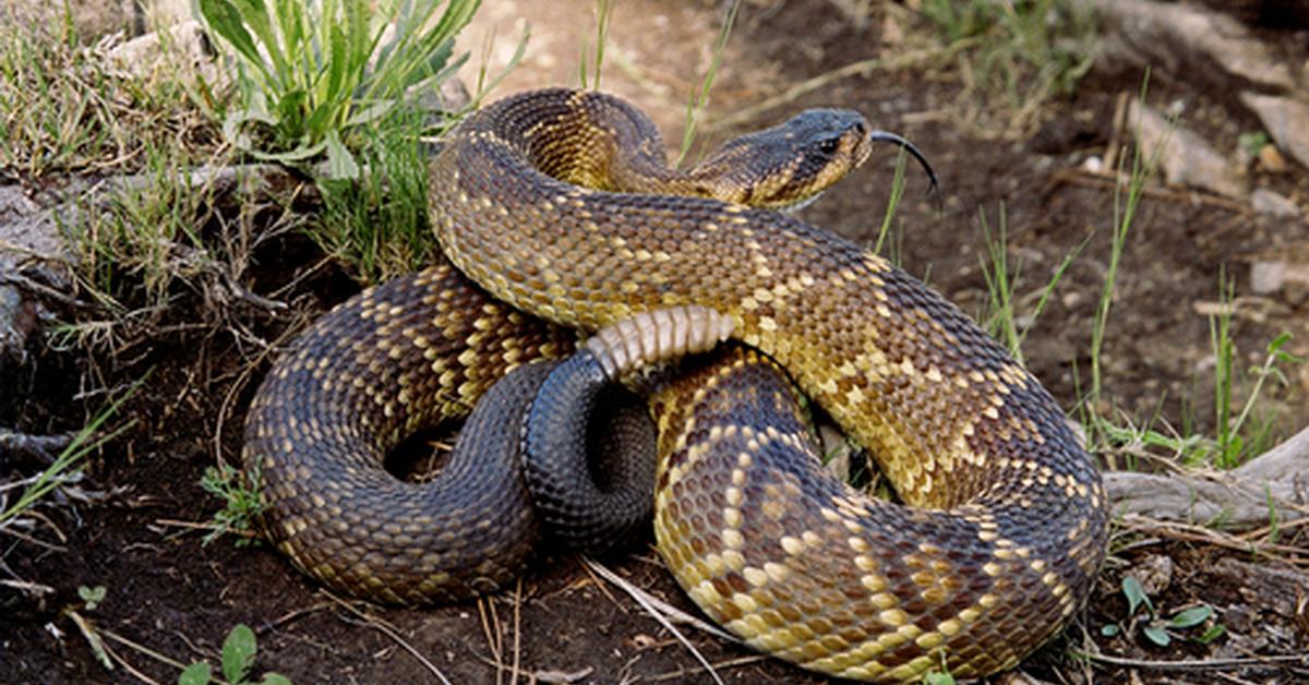 Captured beauty of the Black-Tailed Rattlesnake, or Crotalus molussus in the scientific world.