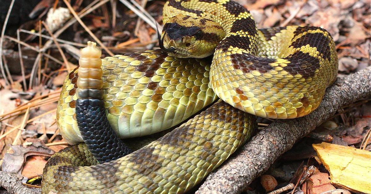 Close-up view of the Black-Tailed Rattlesnake, known as Ular Berbuntut Hitam in Indonesian.