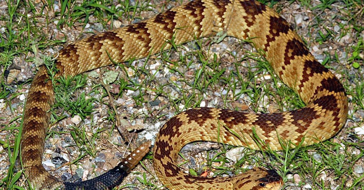 Vivid image of the Black-Tailed Rattlesnake, or Ular Berbuntut Hitam in Indonesian context.