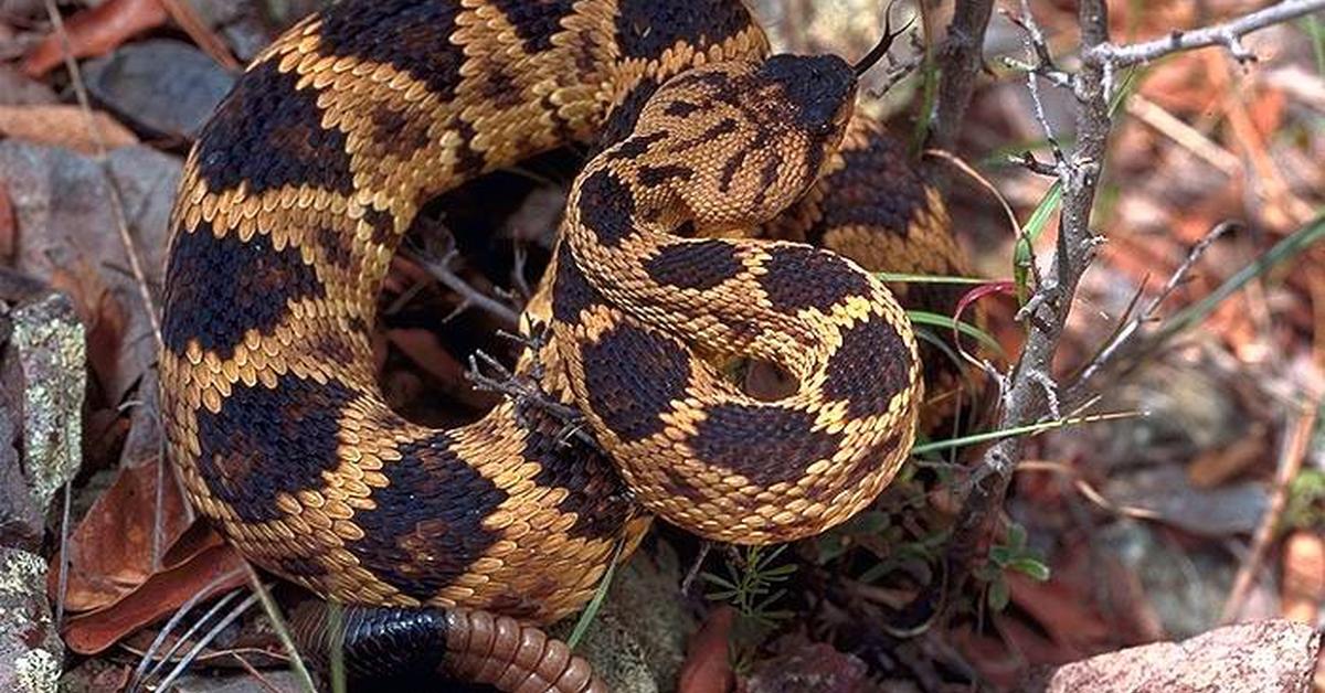 The majestic Black-Tailed Rattlesnake, also called Ular Berbuntut Hitam in Indonesia, in its glory.