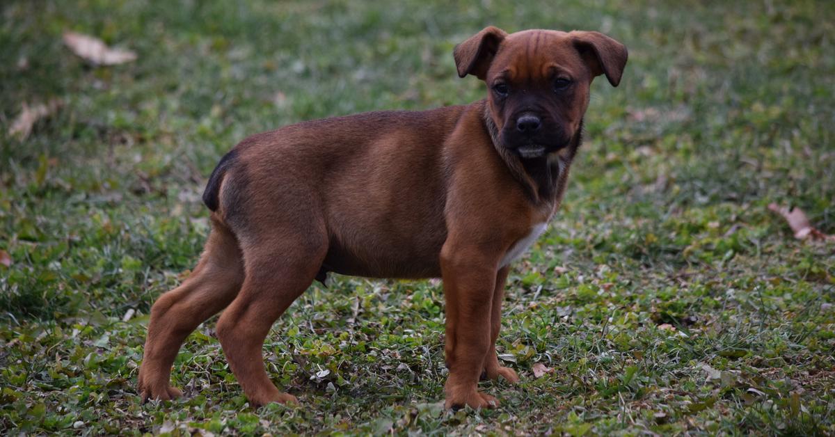 Snapshot of the intriguing Boxweiler, scientifically named Canis lupus.