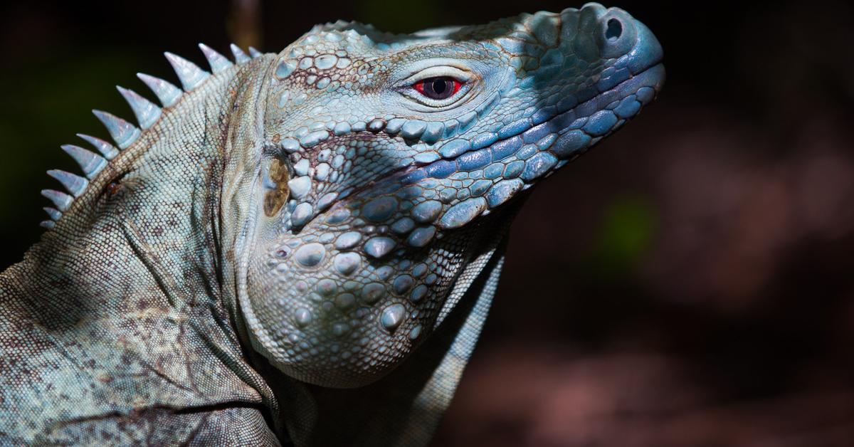 Striking appearance of the Blue Iguana, known in scientific circles as Cyclura lewisi.