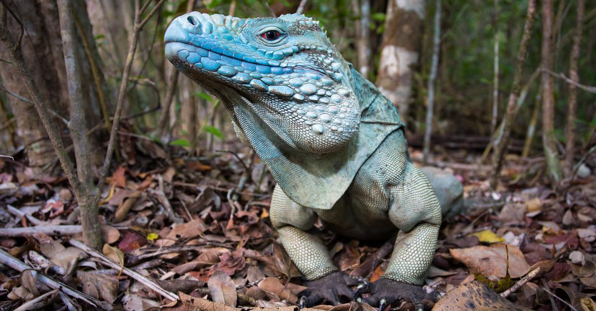 Iconic view of the Blue Iguana, or Cyclura lewisi, in its habitat.