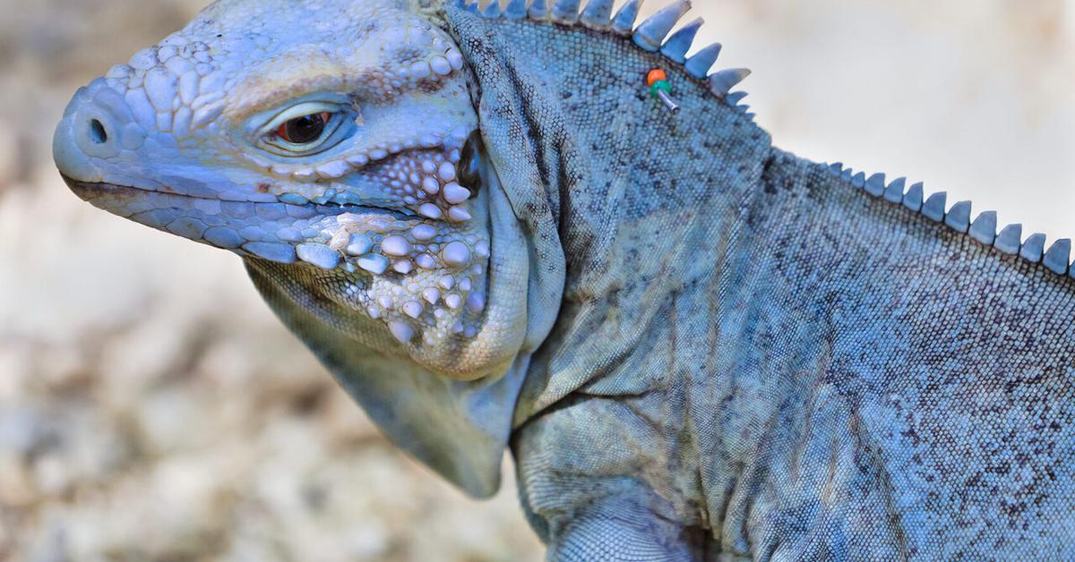 The remarkable Blue Iguana (Cyclura lewisi), a sight to behold.