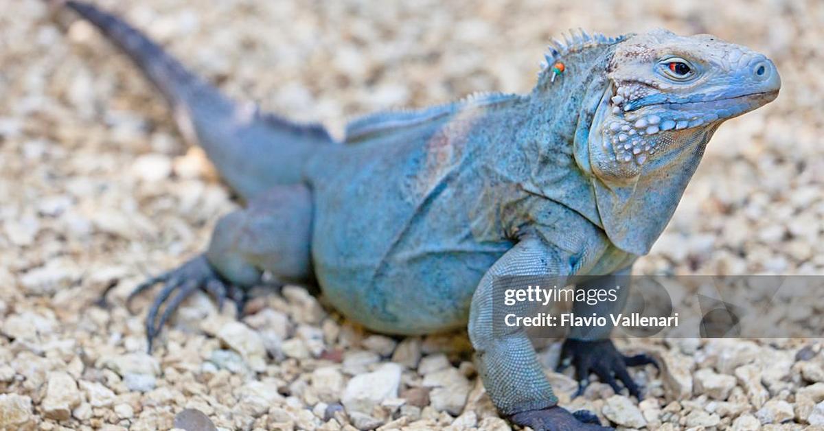 Visual representation of the Blue Iguana, recognized in Indonesia as Iguana Biru.