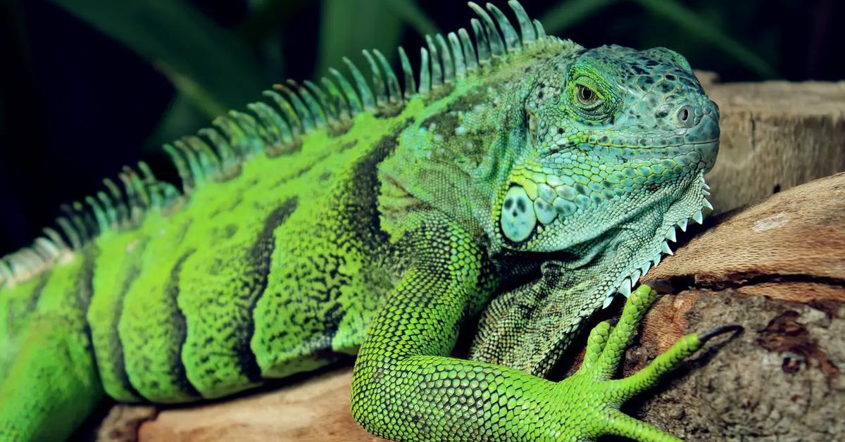 Portrait of a Blue Iguana, a creature known scientifically as Cyclura lewisi.