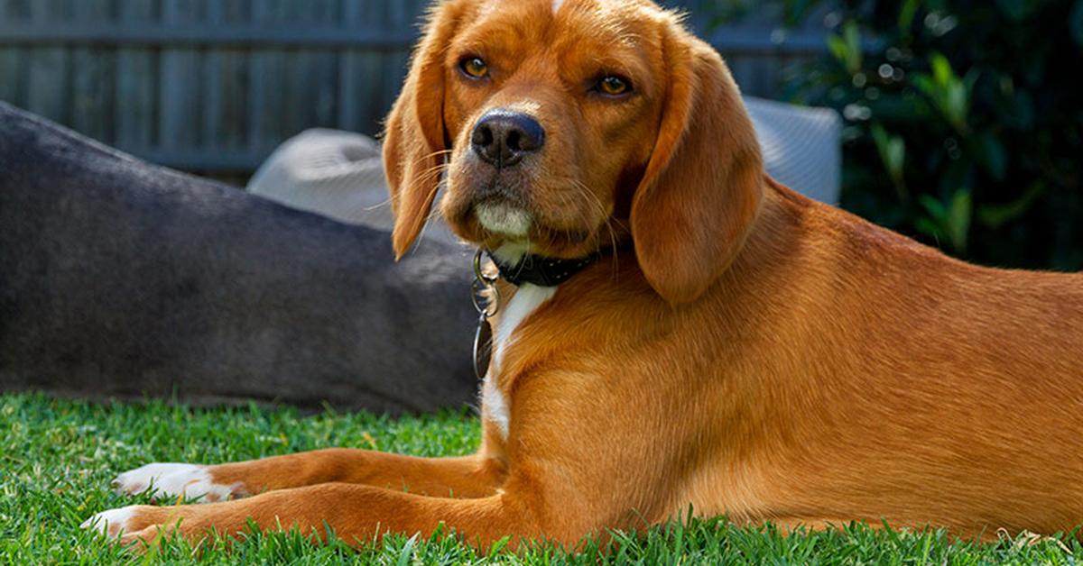 Enchanting Beaglier, a species scientifically known as Canis lupus.