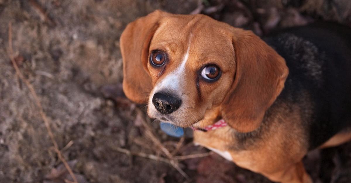 Stunning image of the Beaglier (Canis lupus), a wonder in the animal kingdom.