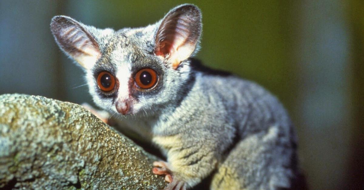 Vivid image of the Bush Baby, or Bayi Semak in Indonesian context.