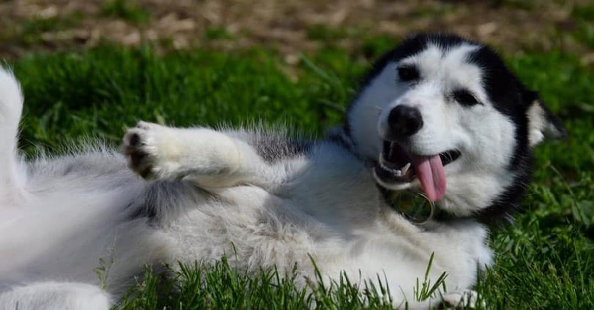 Portrait of a Beaski, a creature known scientifically as Canis lupus.