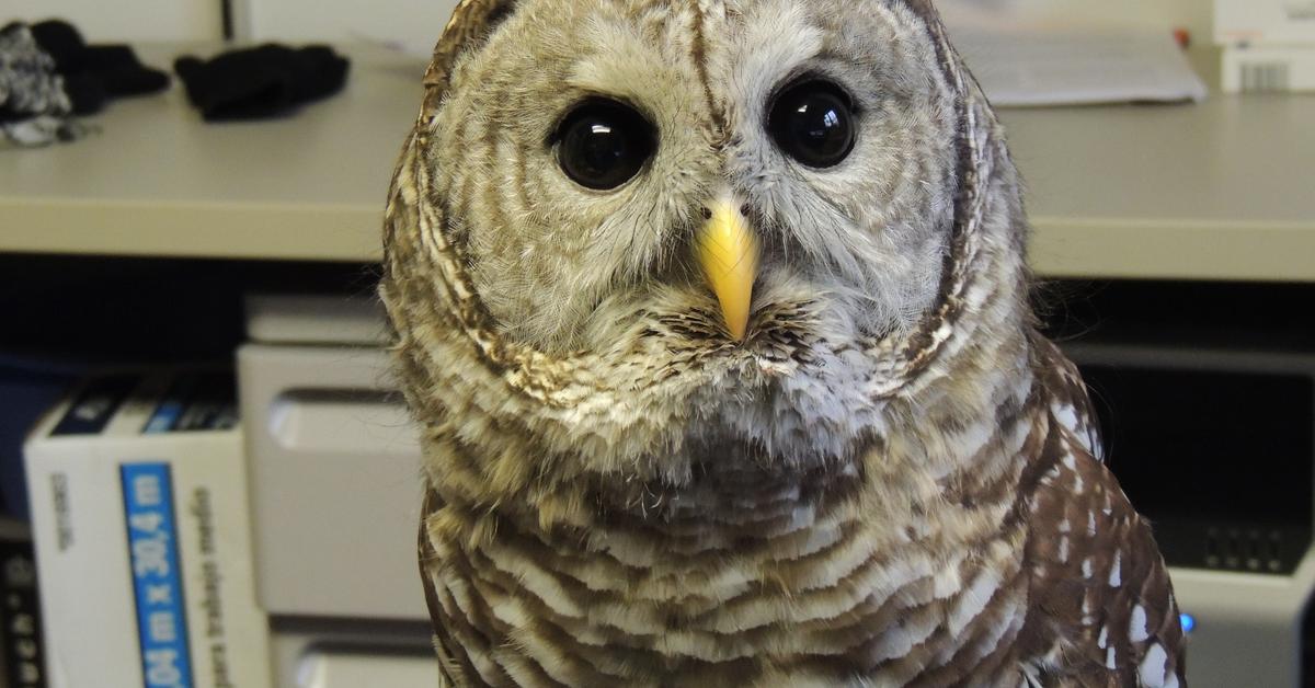 Close-up view of the Barred Owl, known as Burung Hantu Berbaris in Indonesian.