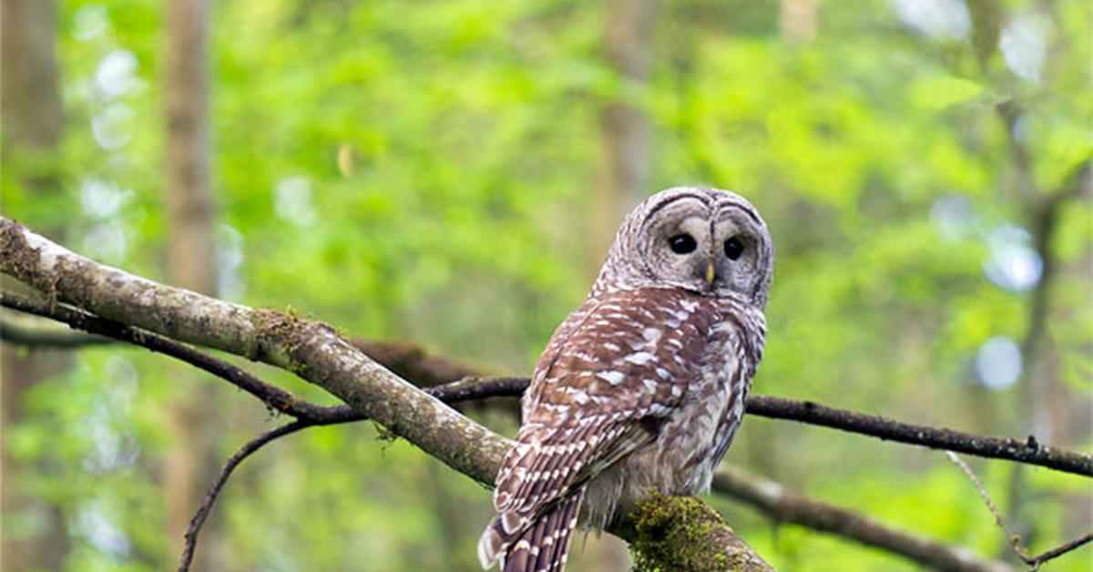 Dynamic image of the Barred Owl, popularly known in Indonesia as Burung Hantu Berbaris.