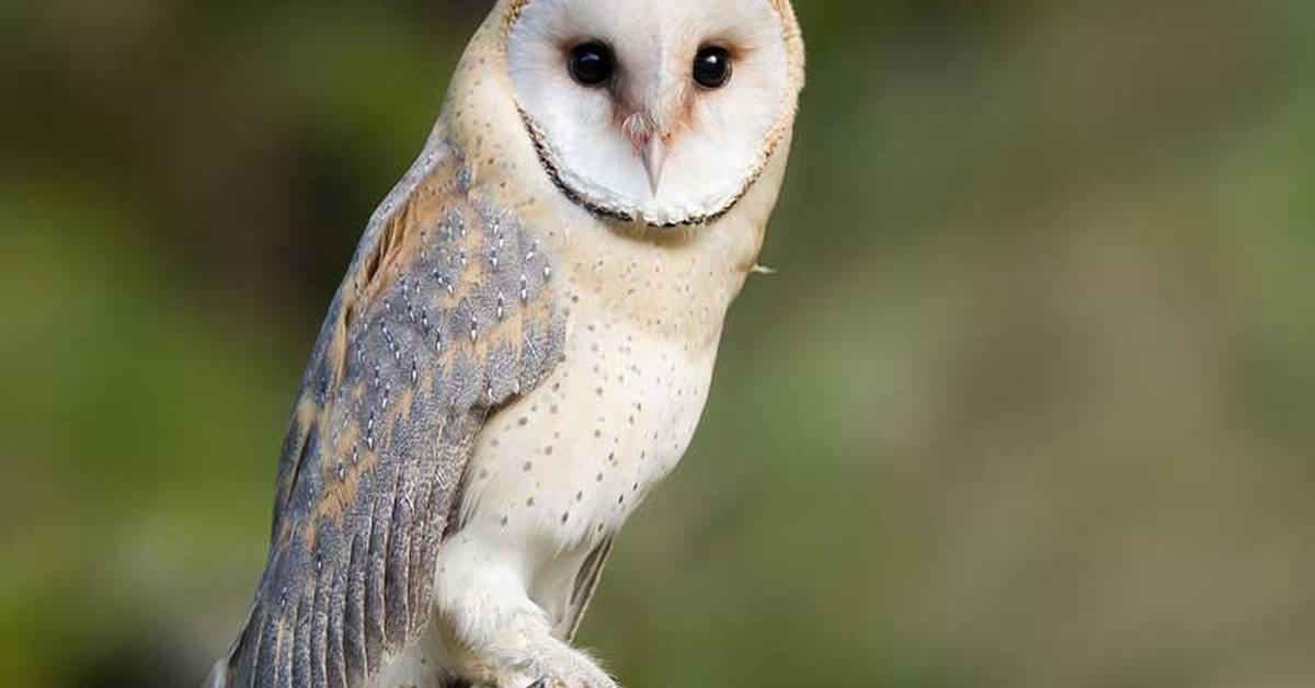 Charming view of the Barred Owl, in Indonesia referred to as Burung Hantu Berbaris.