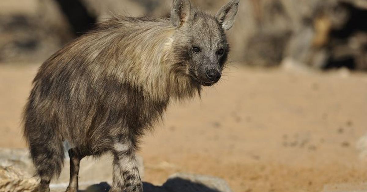 Captured moment of the Brown Hyena, in Indonesia known as Hyena Coklat.