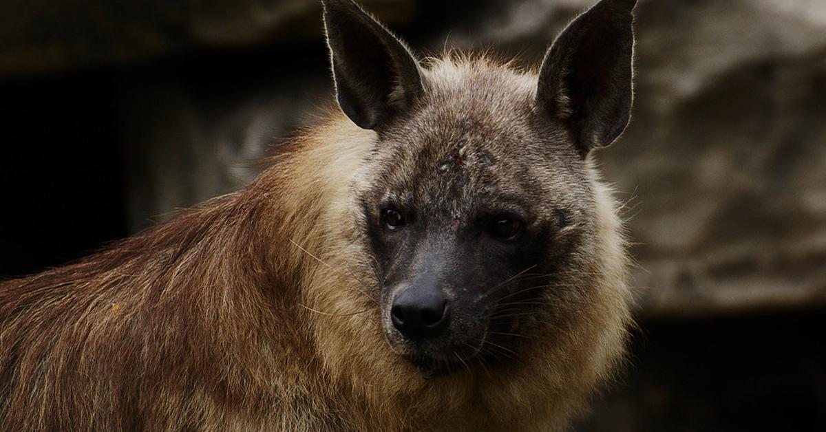 Picture of Brown Hyena, known in Indonesia as Hyena Coklat.