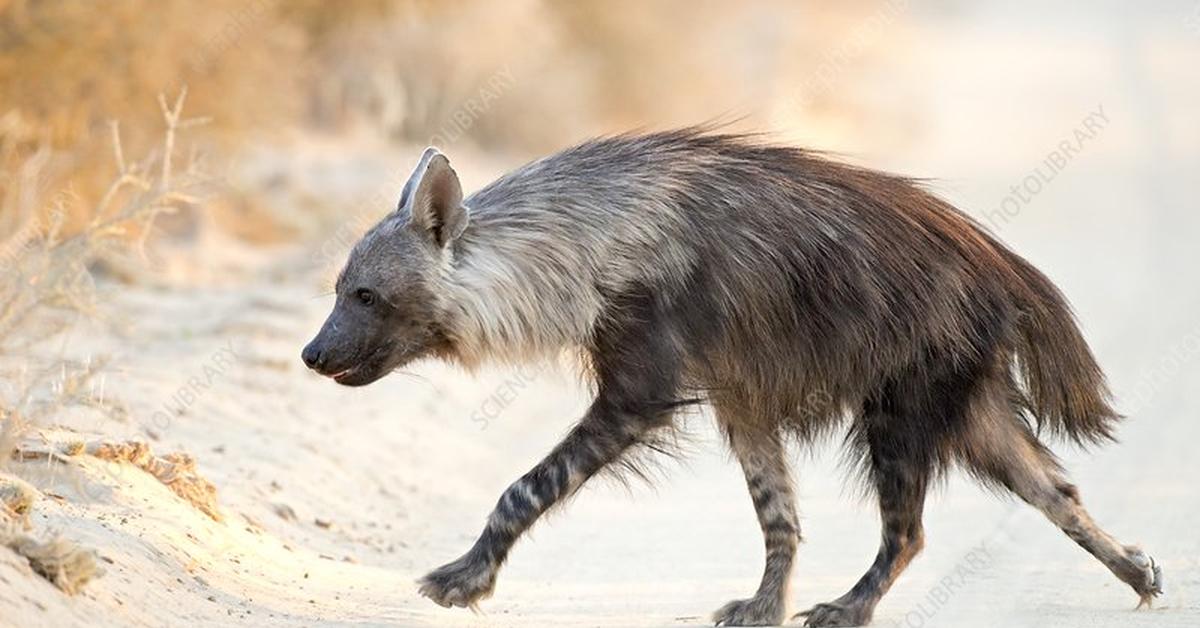 The remarkable Brown Hyena (Hyaena brunnea), a sight to behold.