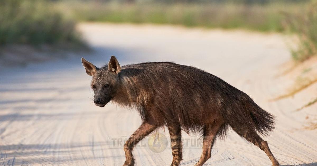 The elegant Brown Hyena (Hyaena brunnea), a marvel of nature.