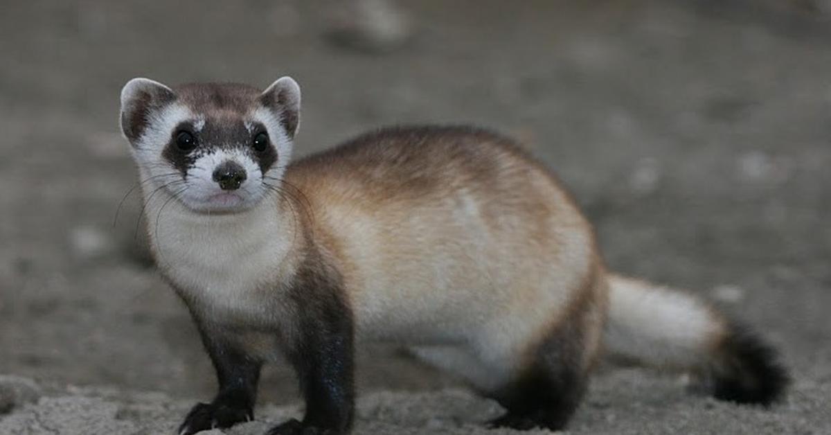 Portrait of a Black-Footed Ferret, a creature known scientifically as Mustela nigripes.