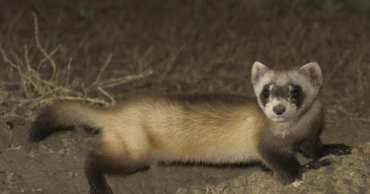 Vivid image of the Black-Footed Ferret, or Musang Kaki Hitam in Indonesian context.