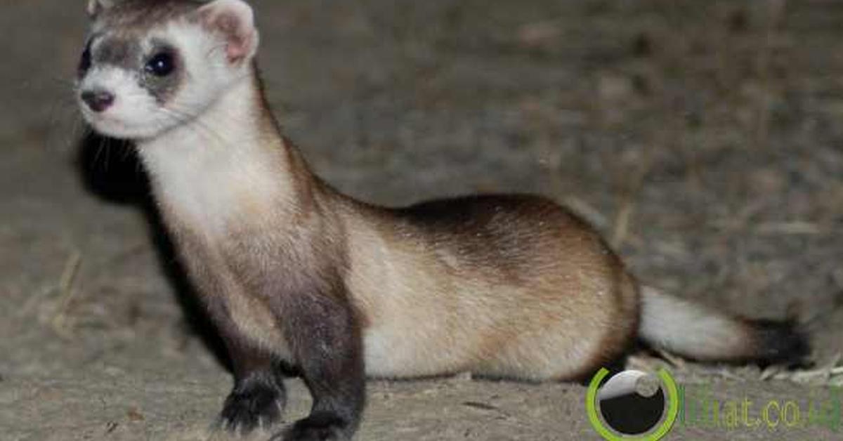 The elegant Black-Footed Ferret (Mustela nigripes), a marvel of nature.