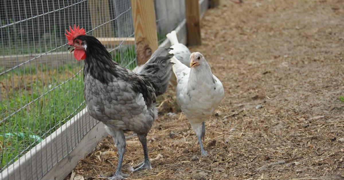 Detailed shot of the Blue Andalusian, or Gallus gallus domesticus, in its natural setting.