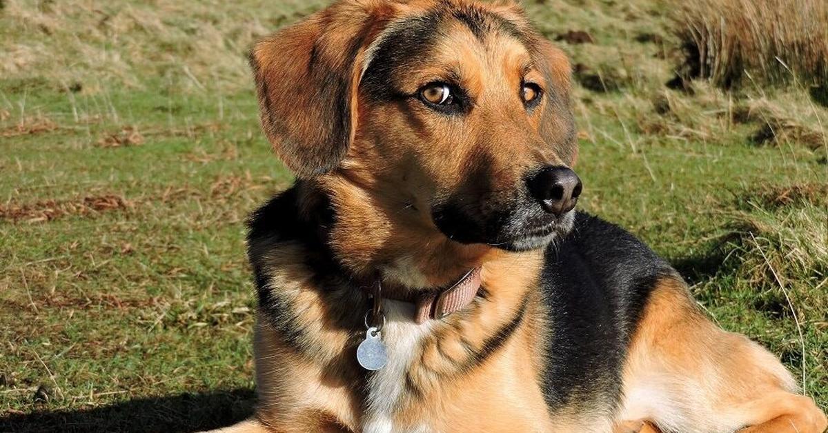 Portrait of a Beagle Shepherd, a creature known scientifically as Canis lupus.