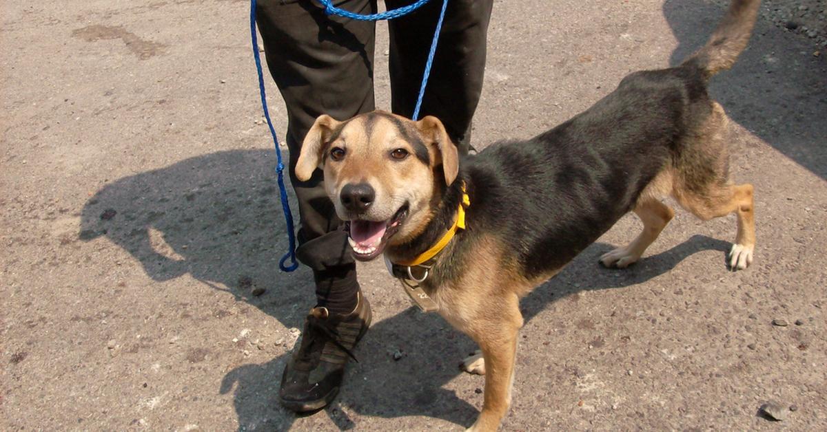 A beautiful representation of the Beagle Shepherd, scientifically Canis lupus.