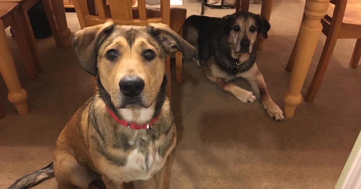 The Beagle Shepherd, a species known as Canis lupus, in its natural splendor.