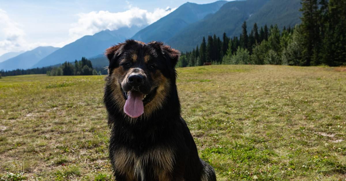 Captivating presence of the Bernese Shepherd, a species called Canis lupus.