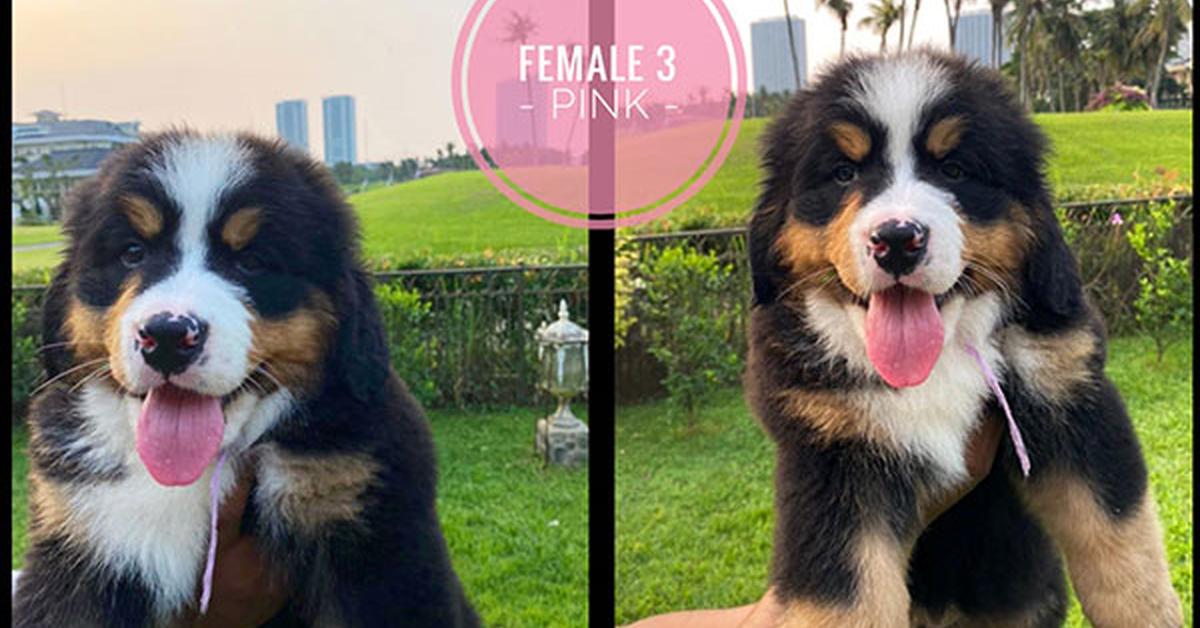 Insightful look at the Bernese Shepherd, known to Indonesians as Anjing Bernese.